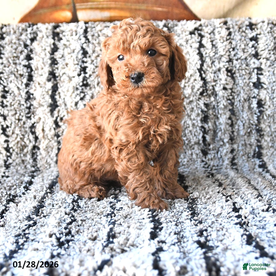 Toy Poodle dogs Oliver - Ad 18