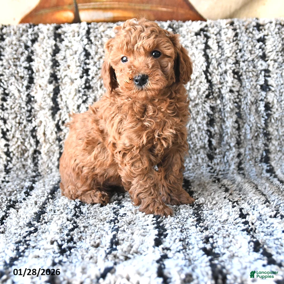 Toy Poodle dogs for sale: Oliver - Ad 1