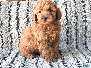 Toy Poodle dogs Oliver - Ad 18