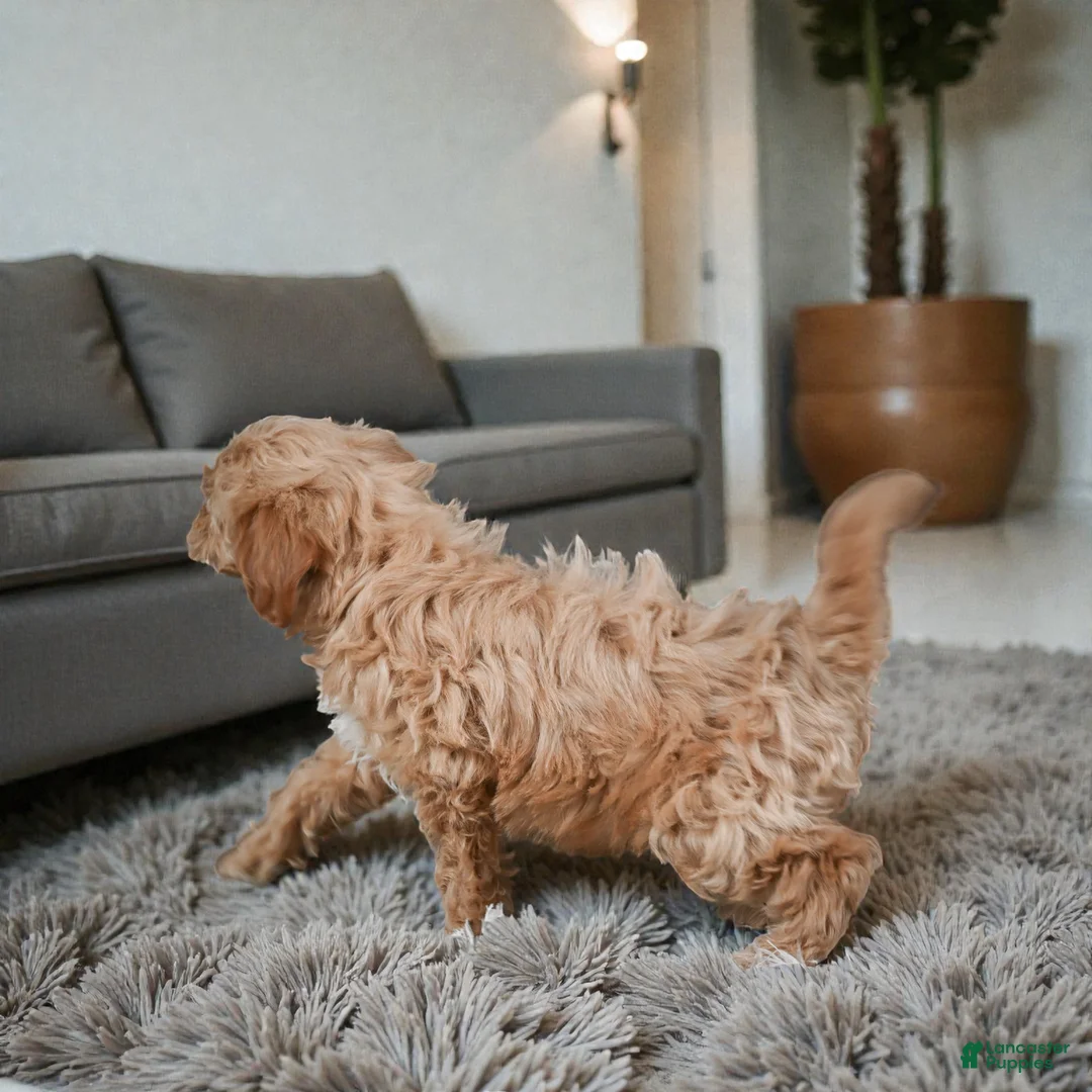 Maltipoo dogs for sale: Opal - Ad 4