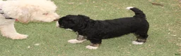 Bernedoodle dogs for sale: Bixley - Ad 3