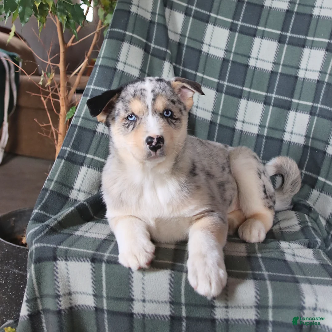 Mixed Breed dogs for sale: Sultan - Ad 2