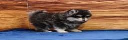 Pomsky dogs for sale: Teddy - Ad 4