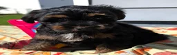 Yorkiepoo dogs for sale: Simon - Ad 5
