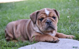 Mixed Breed dogs for sale: Macey - Image 7