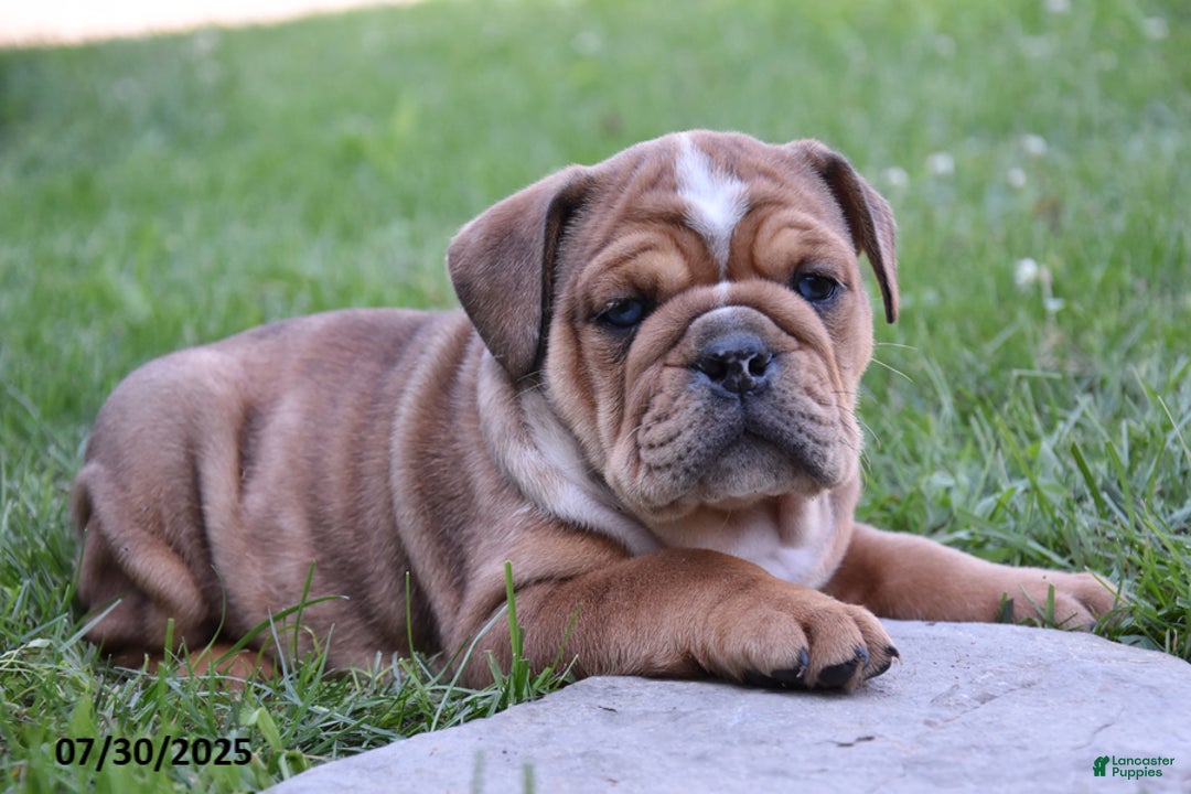 Mixed Breed dogs for sale: Macey - Image 7