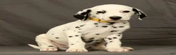 Dalmatian dogs for sale: Chip - Ad 5