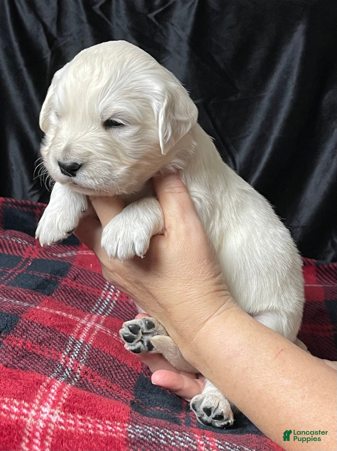 Golden Retriever dogs for sale: Samson - Ad 2