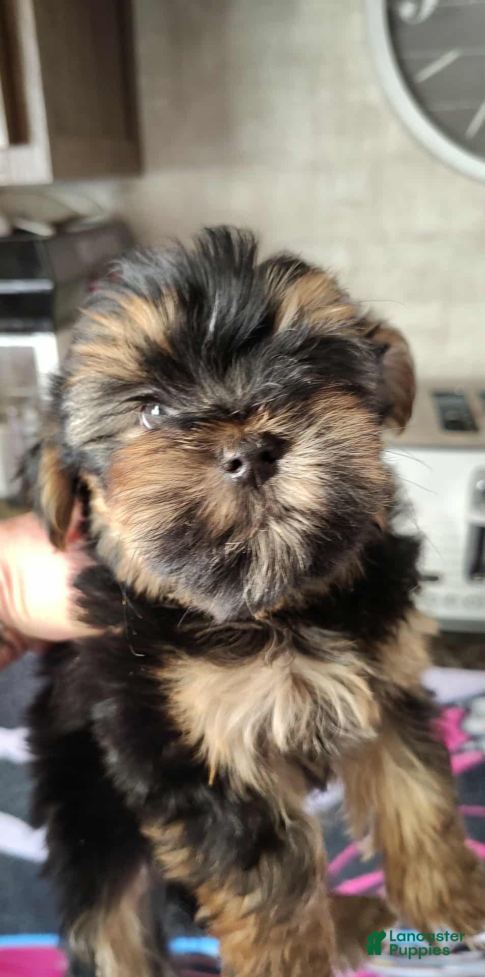 Yorkshire Terrier dogs Yorkshire Terrier Puppy 1 - Ad 17