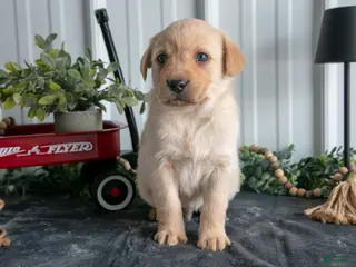 Goldador dogs Scout - Ad 8