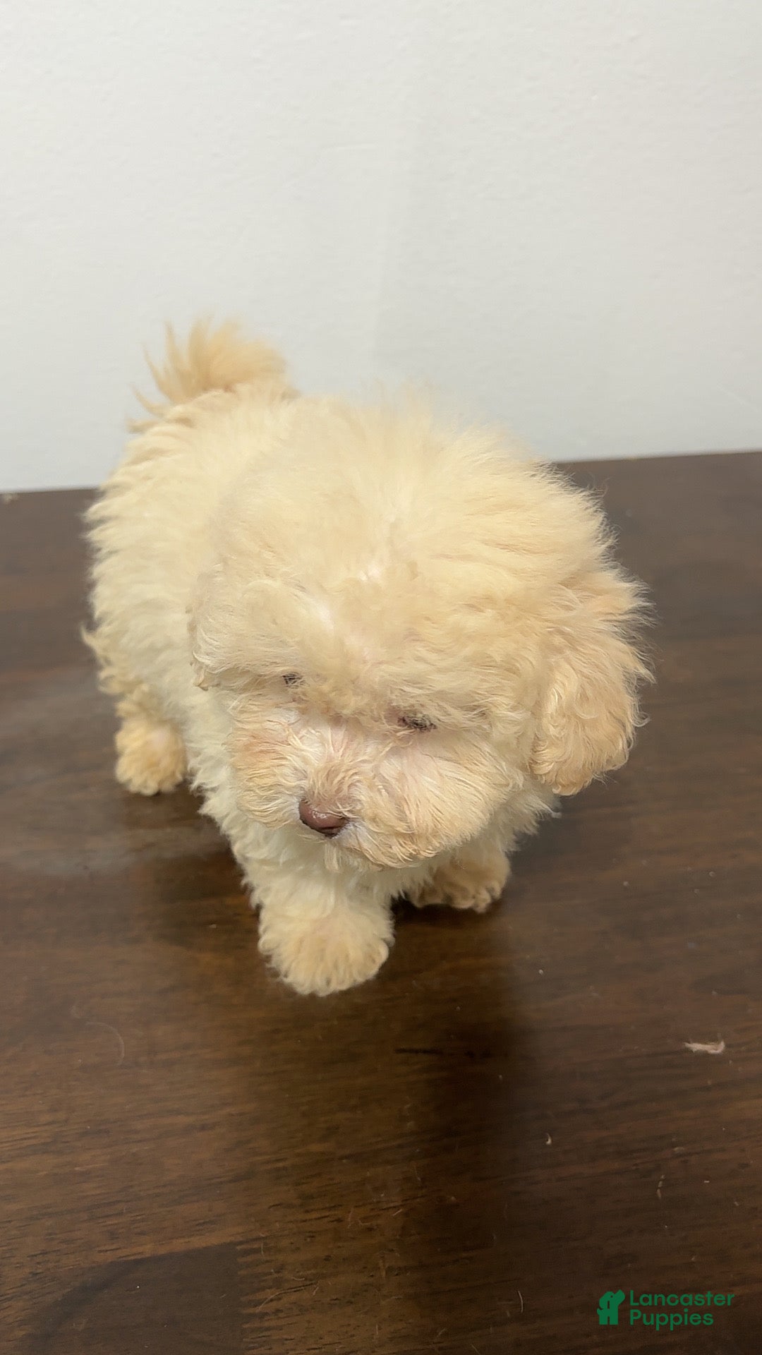 Miniature Poodle dogs for sale: Bella - Ad 3