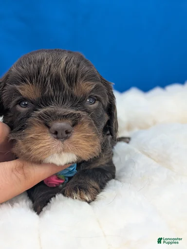 Gallery Image {{count}}