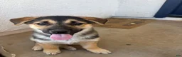 Gerberian Shepsky dogs for sale: Ginny - Ad 1