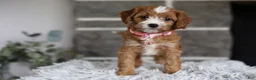 Cavapoo dogs for sale: Penny - Ad 5