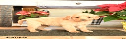 Golden Retriever dogs for sale: Rosalyn - Ad 2