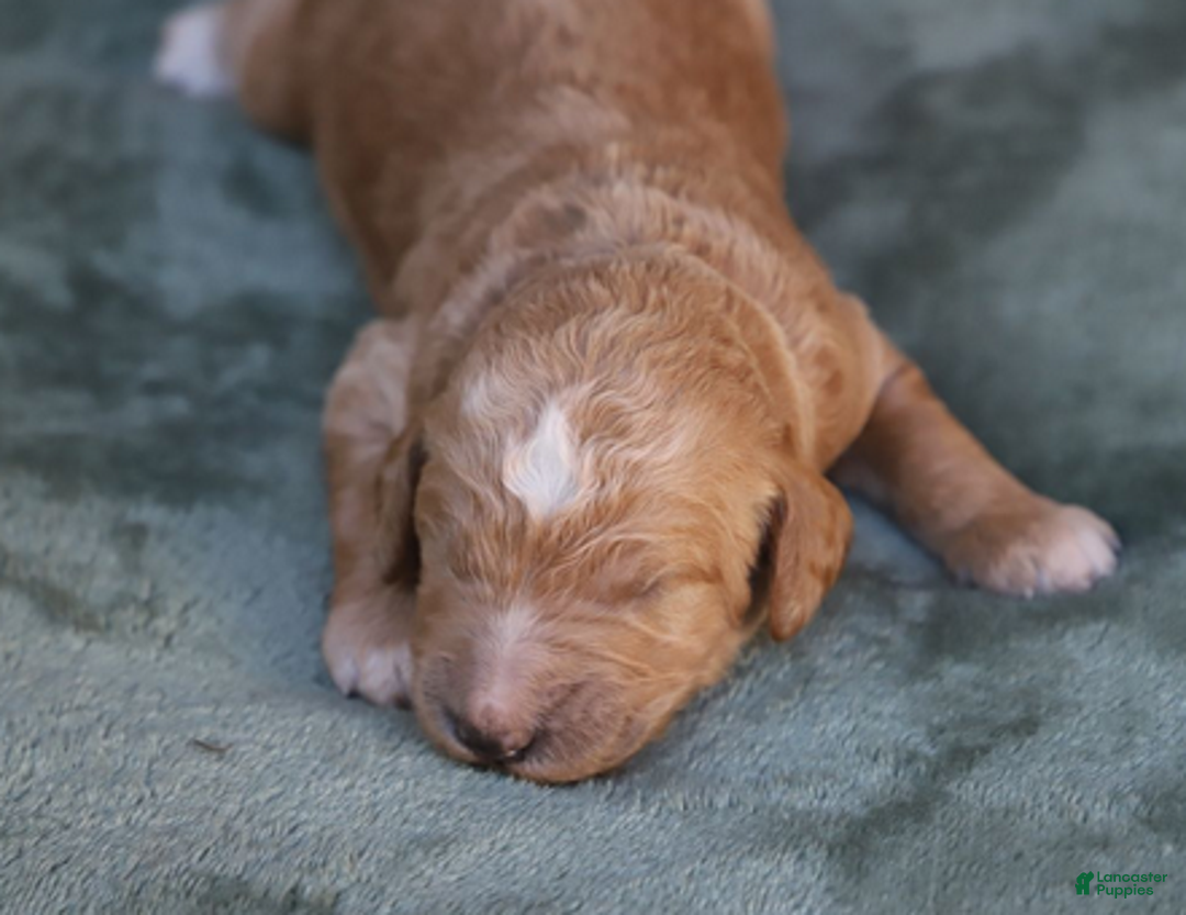 Goldendoodle dogs for sale: Atlas - Ad 3