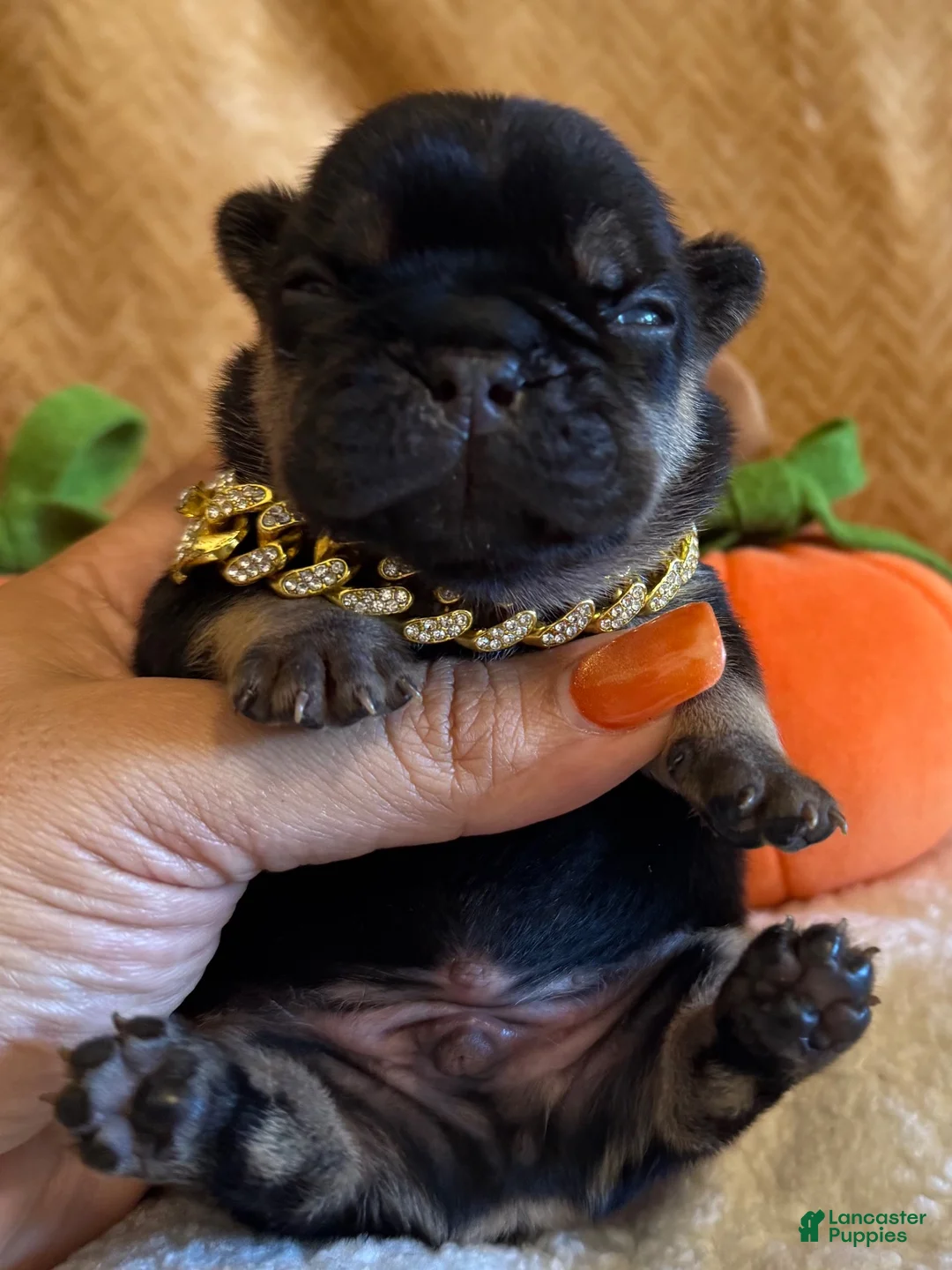 French Bulldog dogs for sale: Banks  - Ad 2