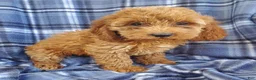 Cockapoo dogs for sale: Hazel - Ad 3