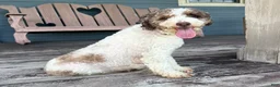Cavapoo dogs for sale: Gnocchi - Ad 4