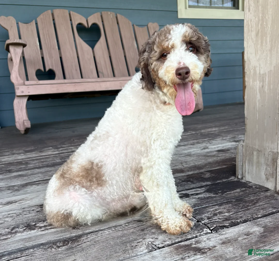 Cavapoo dogs for sale: Gnocchi - Ad 4