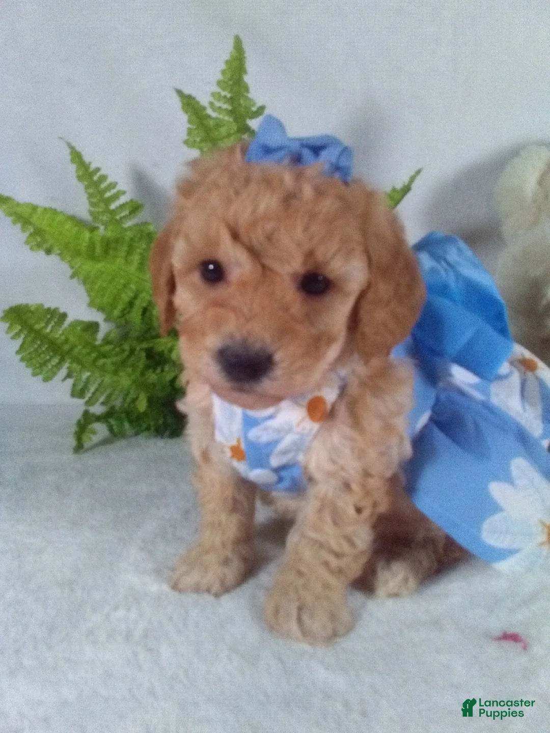 Bichpoo dogs for sale: Annie - Ad 1