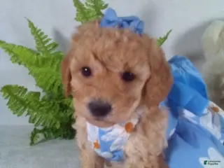 Bichpoo dogs Annie - Ad 7