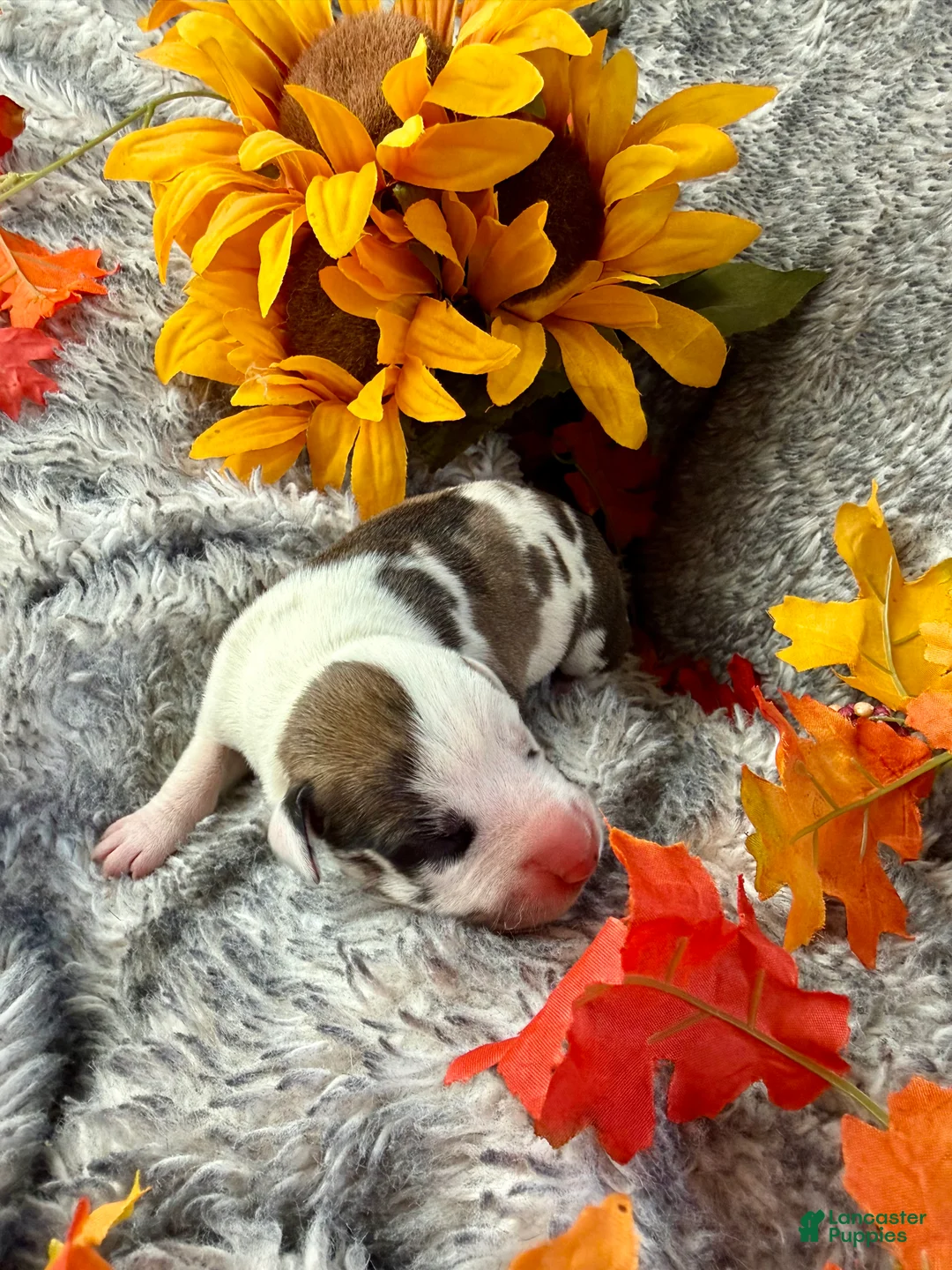 Great Dane dogs for sale: Fawnquin (Heavy Euro) - Ad 19