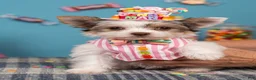 Yorkshire Terrier dogs for sale: AKC Woody - Ad 2