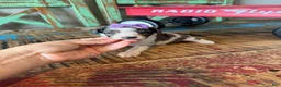 Miniature Poodle dogs for sale: Akc Clear 🧬 tested Blue Merle Phantom Parti Girl - Ad 9