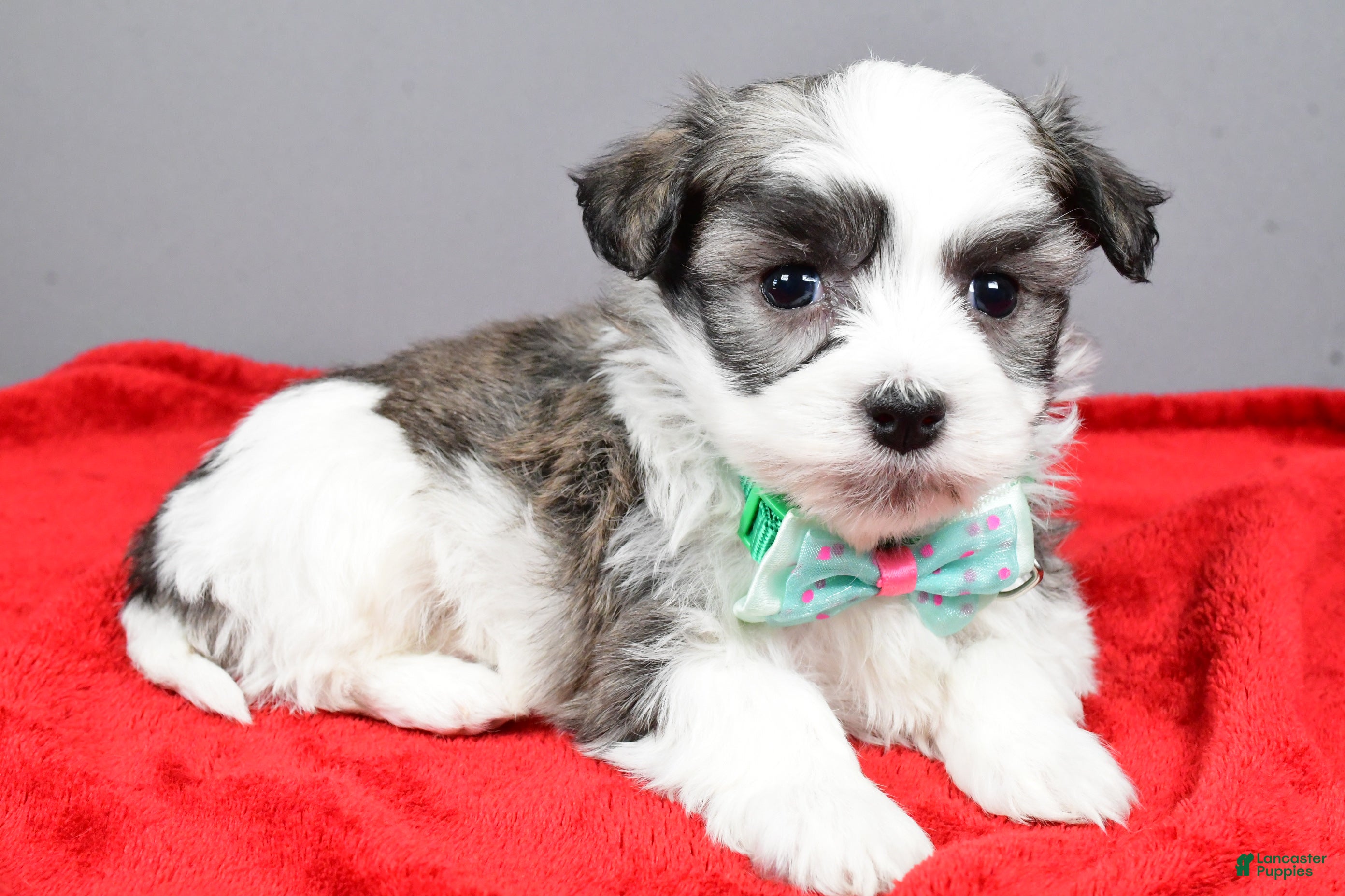 Havanese dogs Daryl - Ad 38