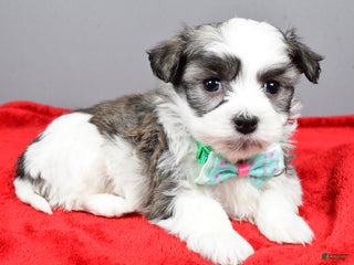 Havanese dogs Daryl - Ad 38