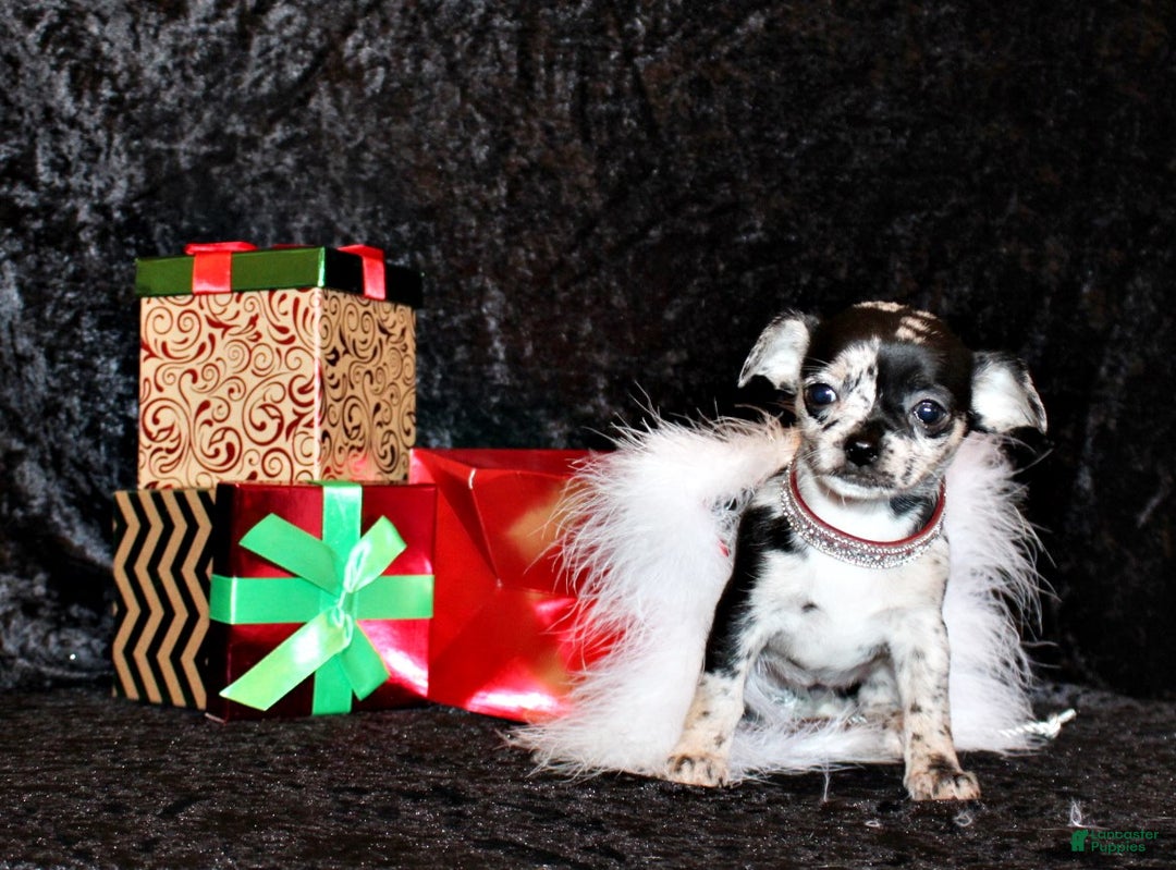 Chihuahua dogs for sale: Yukari - Ad 1