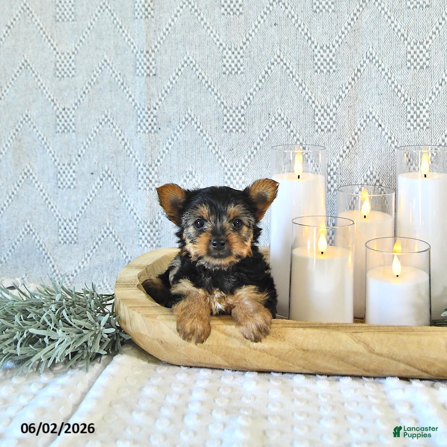Yorkshire Terrier dogs Bella   - Ad 2