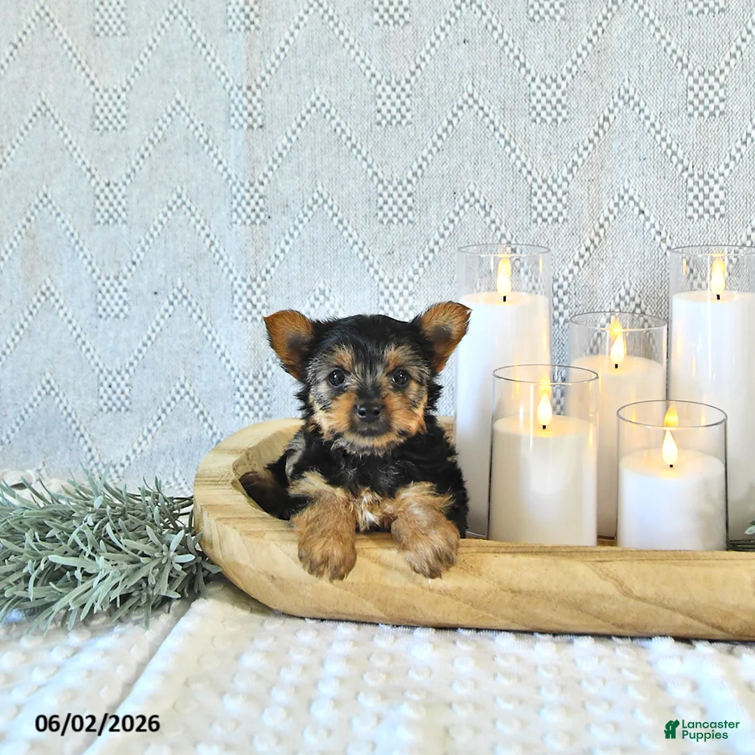 Yorkshire Terrier dogs for sale: Bella   - Ad 2