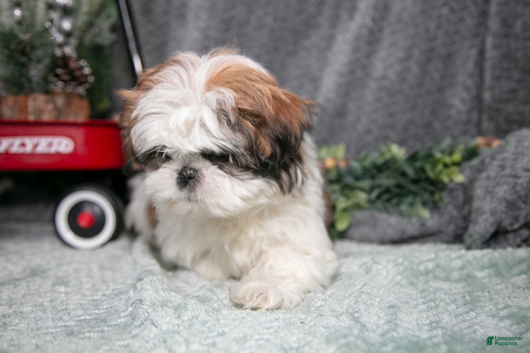 Shih Tzu dogs for sale: Penny - Ad 2