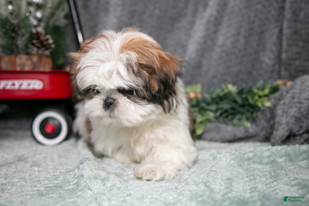 Shih Tzu dogs for sale: Penny - Ad 2