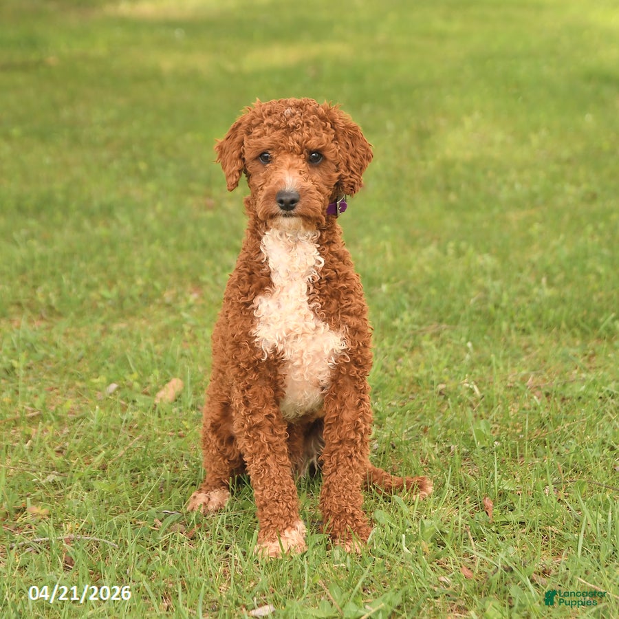 Miniature Poodle dogs Spot - Ad 2