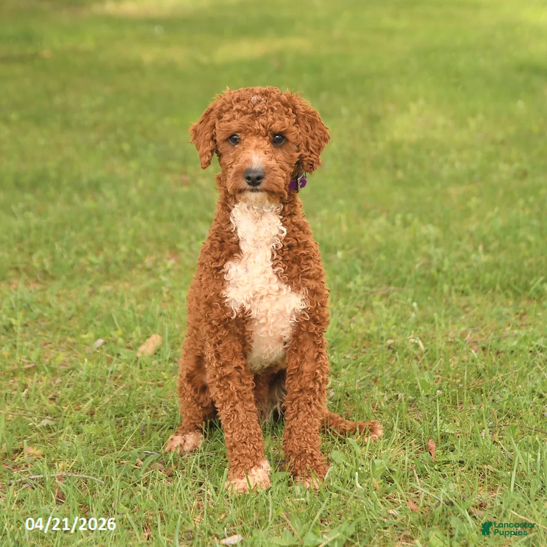Miniature Poodle dogs for sale: Spot - Ad 2
