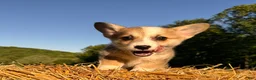 Welsh Corgi Pembroke dogs for sale: Mable - Ad 21