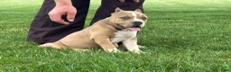 American Bully dogs for sale: Faye - Ad 5