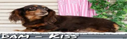 Miniature Dachshund dogs for sale: Bella - Ad 10