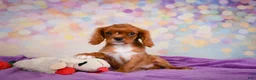 Cavalier King Charles Spaniel dogs for sale: Chase - Ad 4