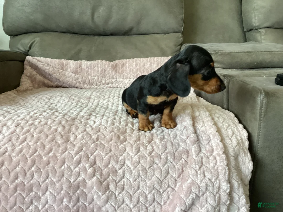 Miniature Dachshund dogs for sale: Micky - Ad 7