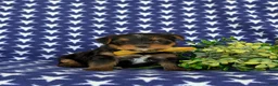 Shorkie dogs for sale: Mackey Hypoallergenic - Ad 3