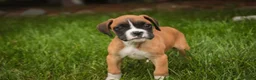 Boxer dogs for sale: Scott - Ad 5