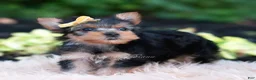 Yorkshire Terrier dogs for sale: Momo - Ad 7