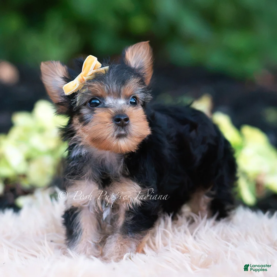 Yorkshire Terrier dogs for sale: Momo - Ad 7