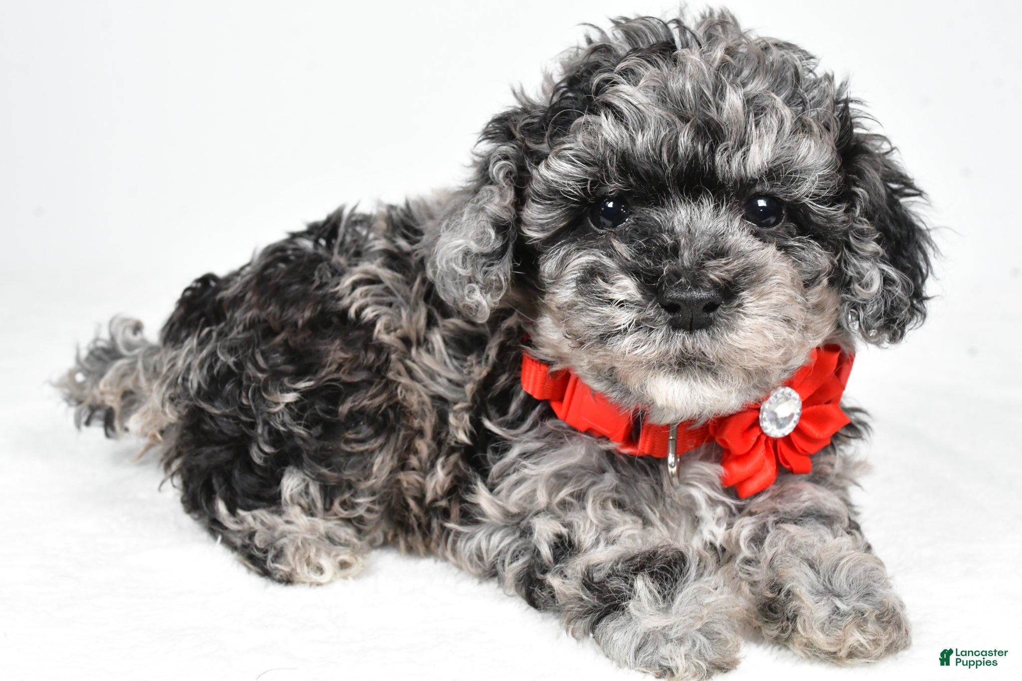 Miniature Poodle dogs Jewel - Ad 1
