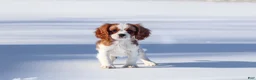 Cavalier King Charles Spaniel dogs for sale: Liam - Ad 18