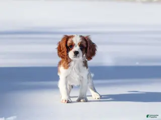 Cavalier King Charles Spaniel dogs Liam - Ad 42